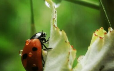 #57 La natura in tutti “i sensi” 