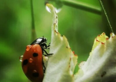 #57 La natura in tutti “i sensi” 