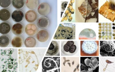 #24 Muffa a chi? Il colorato e bio-diverso mondo dei microfunghi