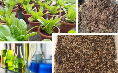 #37b Nuova vita per gli scarti alimentari: l’attività utile della mosca soldato