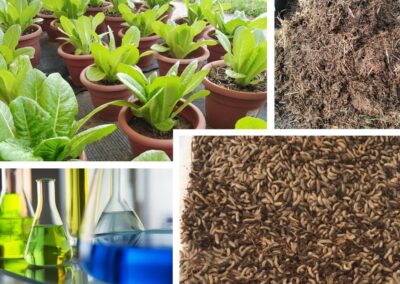 #37b Nuova vita per gli scarti alimentari: l’attività utile della mosca soldato