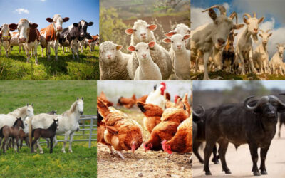 #39b Biodiversità animale e importanza della conservazione delle razze