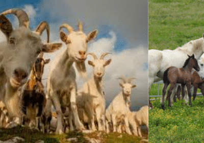 #39b Biodiversità animale e importanza della conservazione delle razze