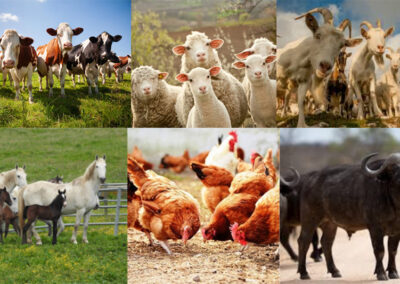 #39b Biodiversità animale e importanza della conservazione delle razze