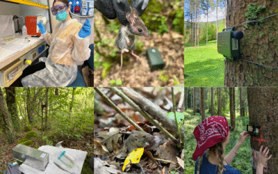 #8 Esplorando i metodi di monitoraggio della fauna selvatica…