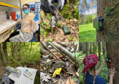 #8 Esplorando i metodi di monitoraggio della fauna selvatica…